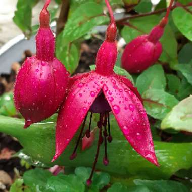 Fuchsia (Half Hardy)