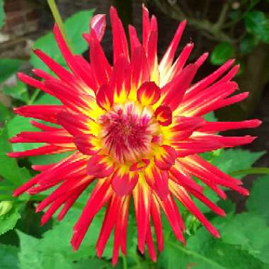 Dahlia 'Weston Spanish Dancer'