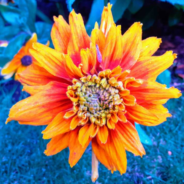 plant image 1406066