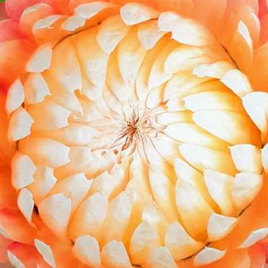 Helichrysum monstrosum