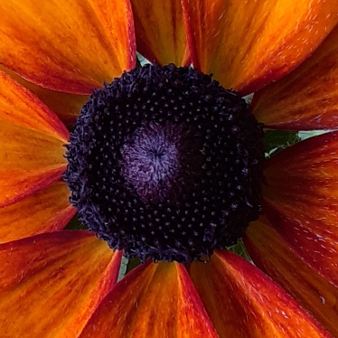 Rudbeckia hirta 'Rustic Dwarf Mix'