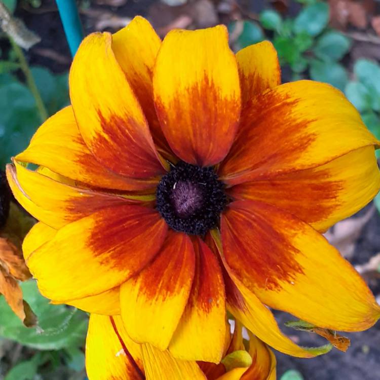 plant image 1418356