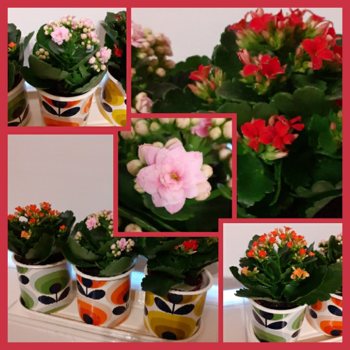 plant image 1433469