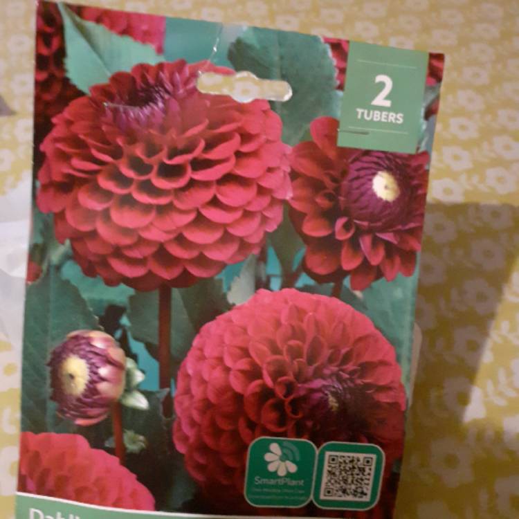 plant image 1433910