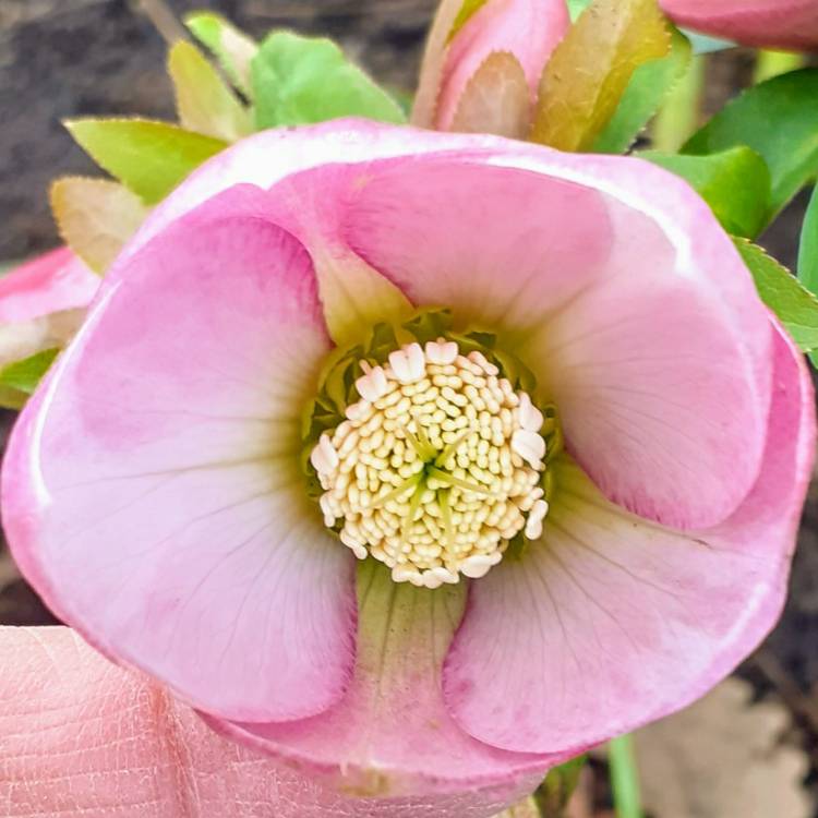 plant image 1441495