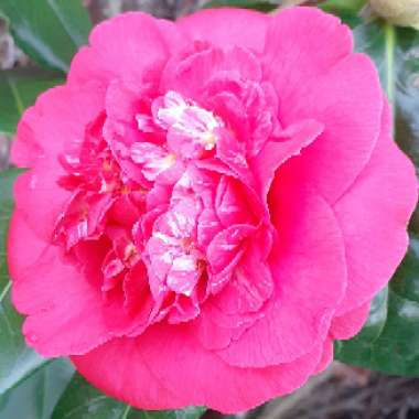 Camellia japonica 'R. L. Wheeler'