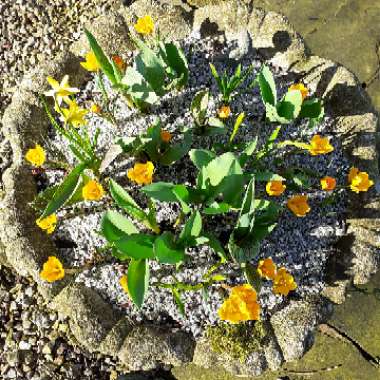Crocus