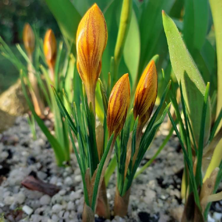 plant image 1444510