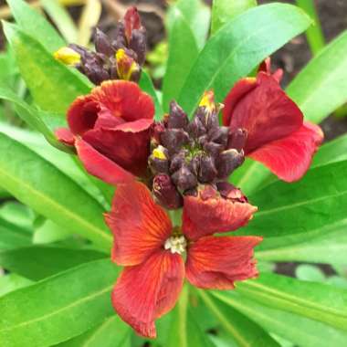 Erysimum