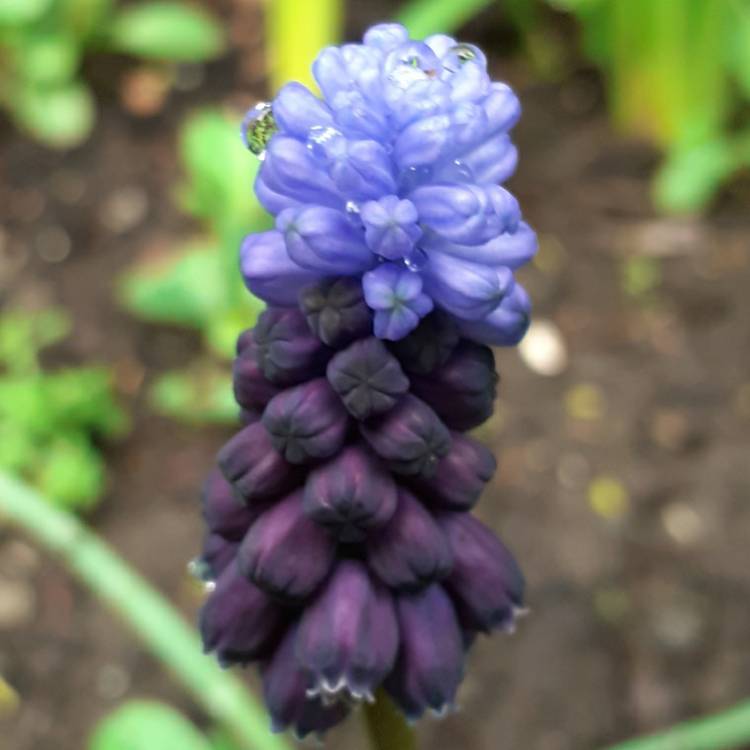 plant image 1454716 plant image 1454716