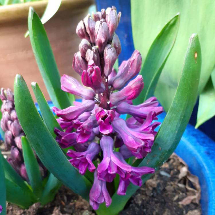 plant image 1457526