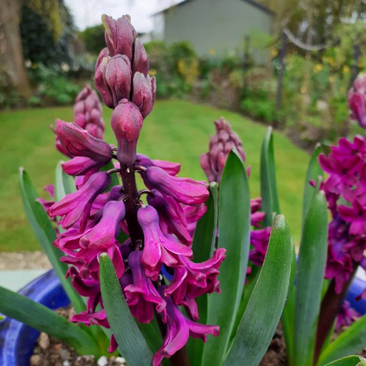 Plant image Hyacinthus orientalis 'Woodstock'