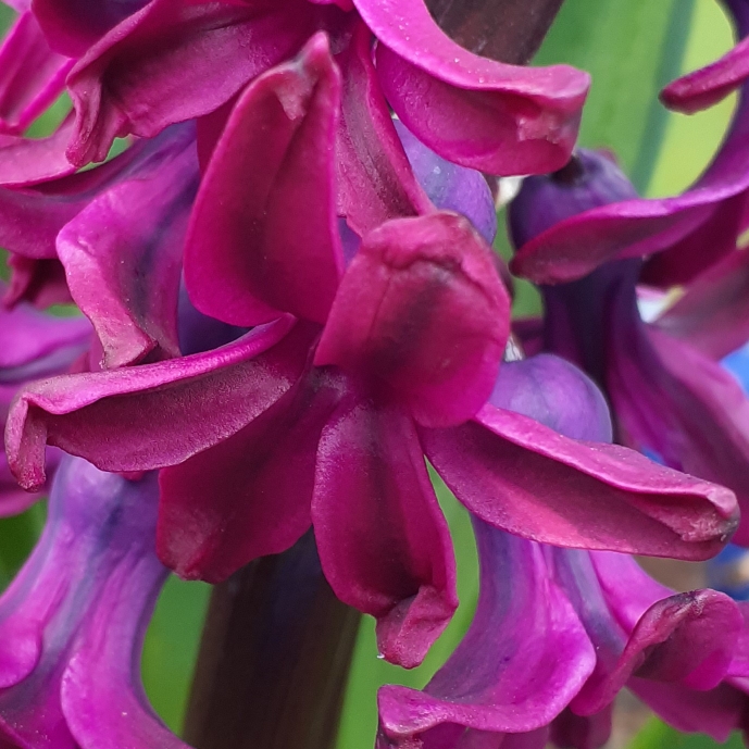 plant image 1459926