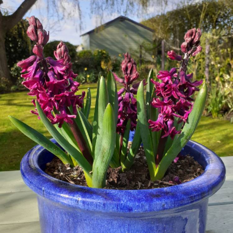plant image 1459970