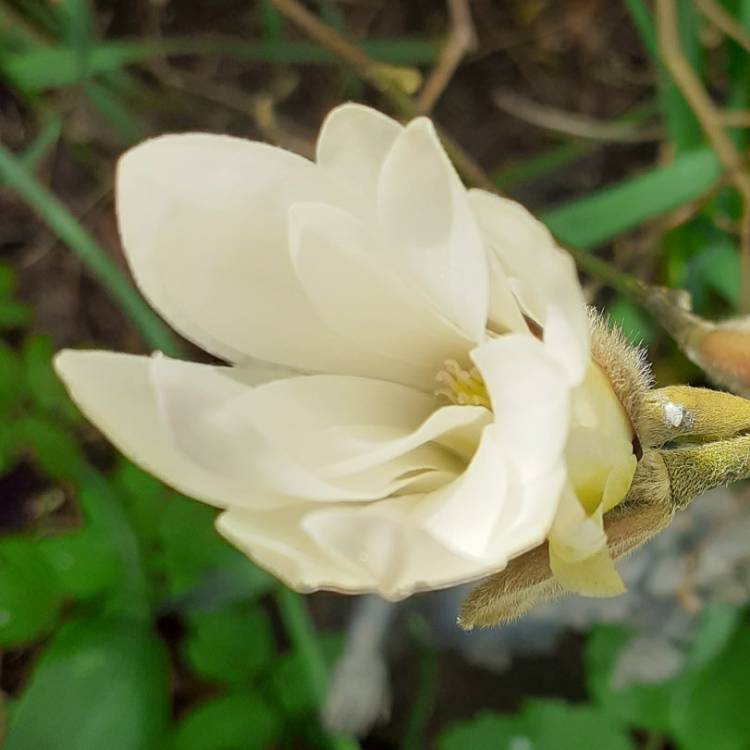 plant image 1463728