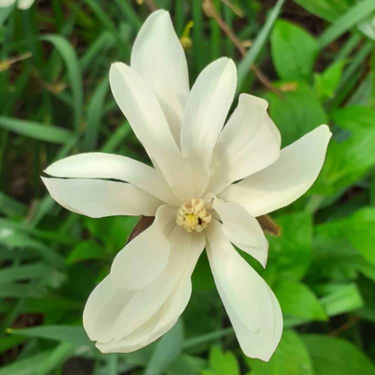 plant image 1467876