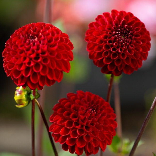 plant image 1474168