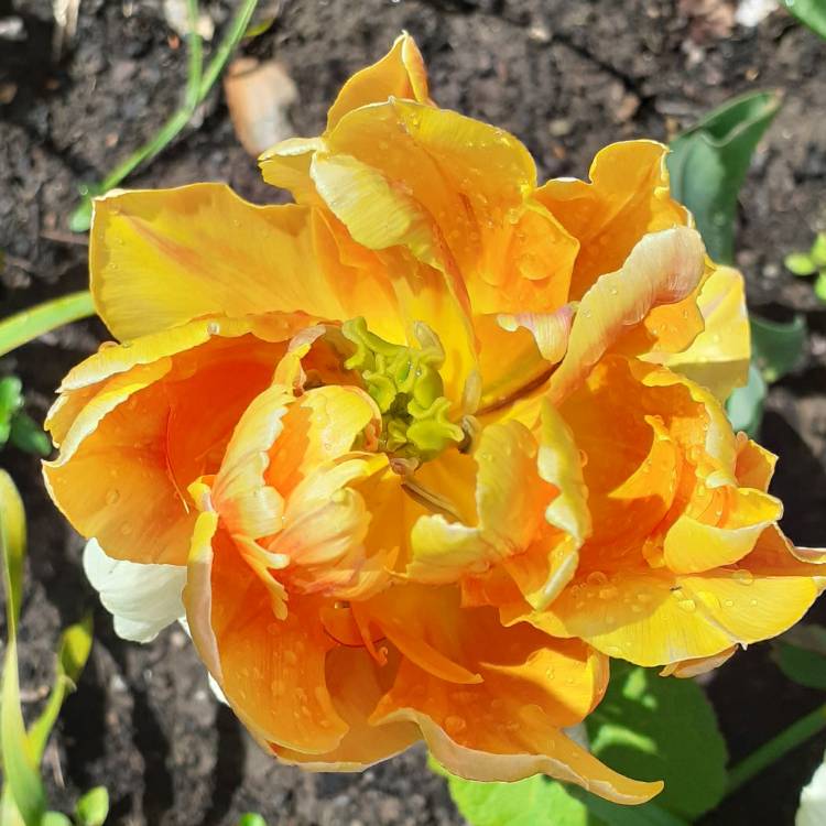 Plant image Tulipa 'Sun Lover'