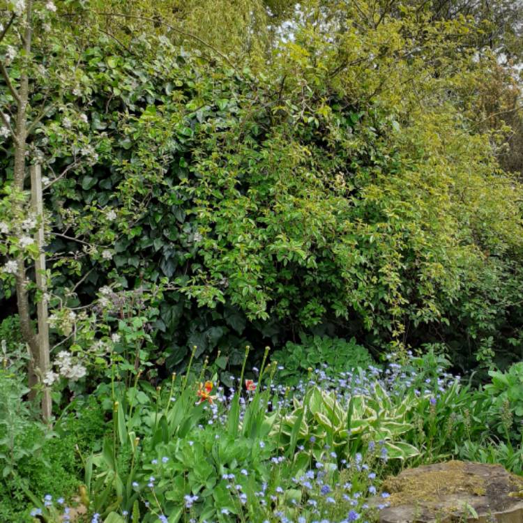 plant image 1477390 plant image 1477390