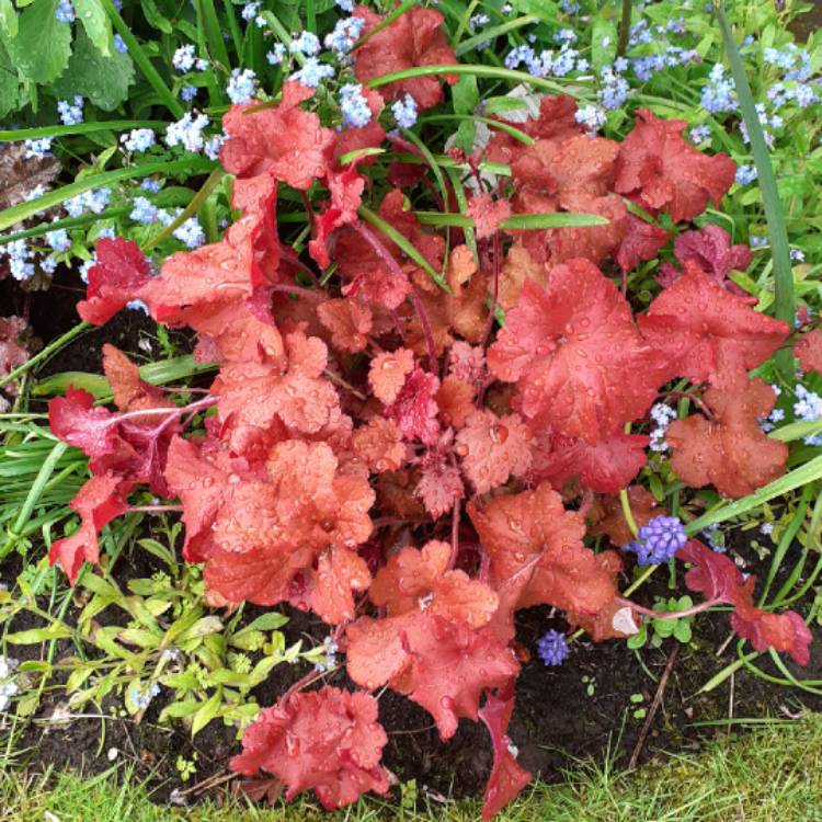 plant image 1478639 plant image 1478639