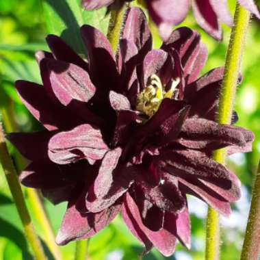 Aquilegia