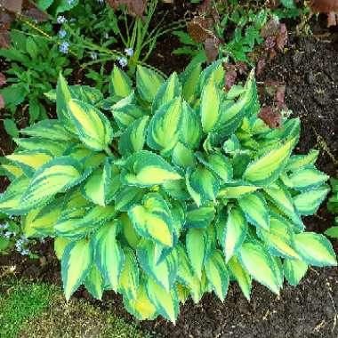 Hosta (Tardiana Group) 'June'