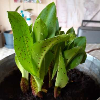 Eucomis