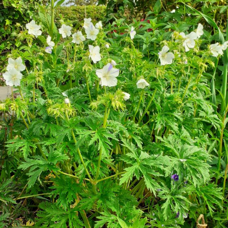 plant image 1494738 plant image 1494738