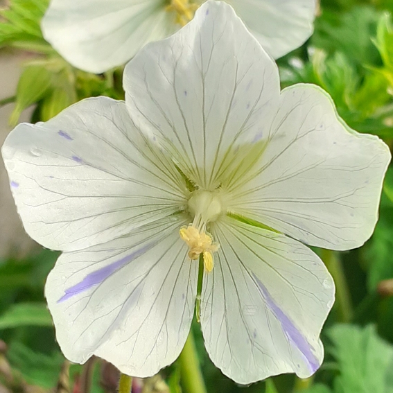 plant image 1494739 plant image 1494739