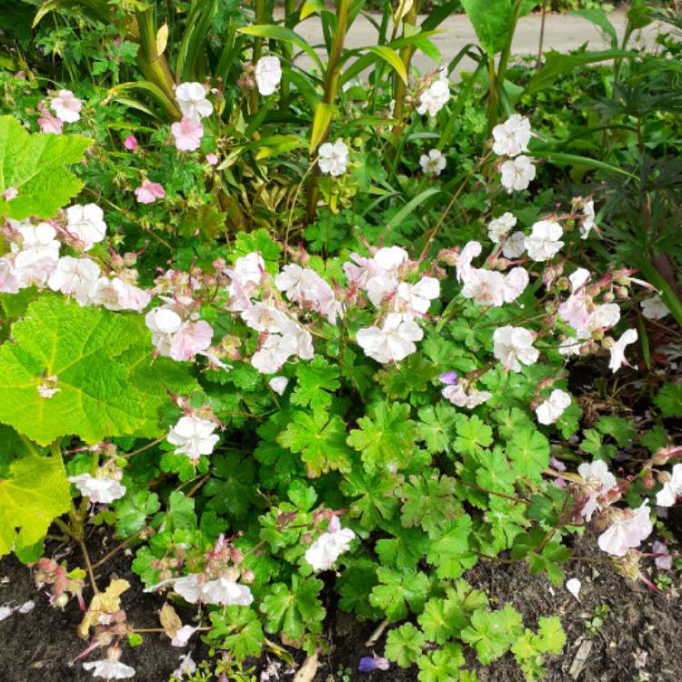 plant image 1494741 plant image 1494741