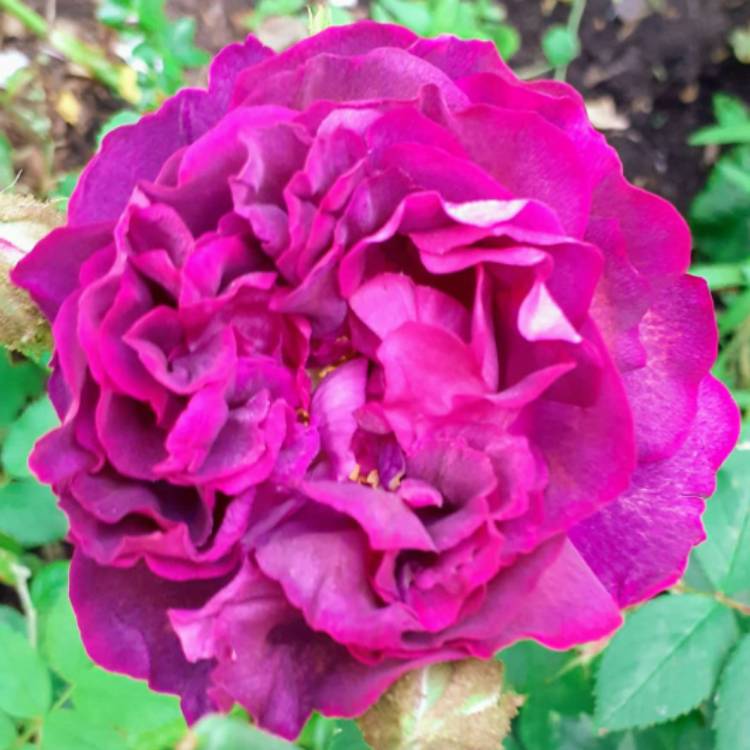 plant image 1499911