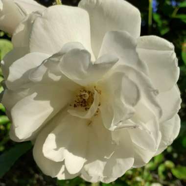 Rosa 'Climbing Iceberg'