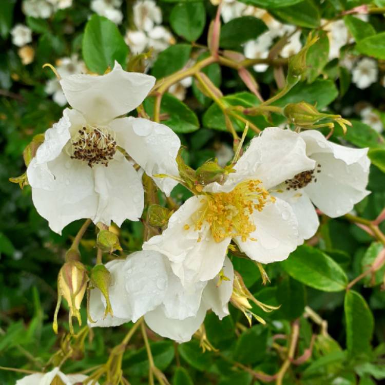 plant image 1501310 plant image 1501310
