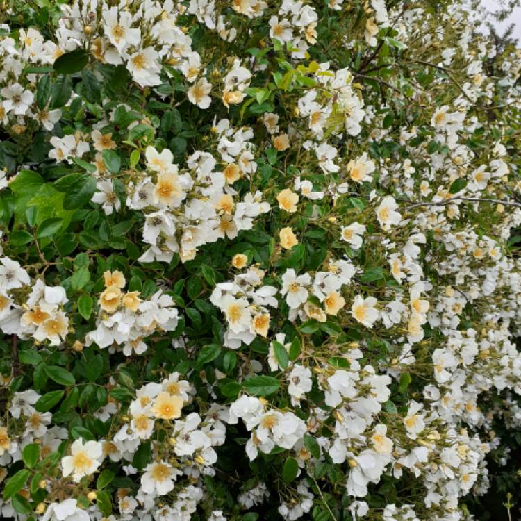 plant image 1501312 plant image 1501312