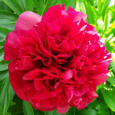 Paeonia officinalis 'Rubra Plena'