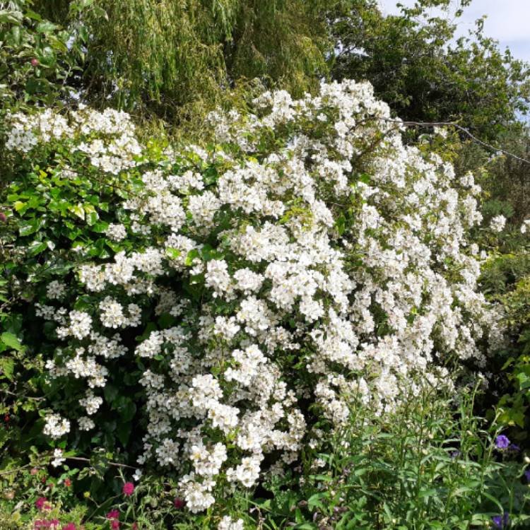 plant image 1502866 plant image 1502866