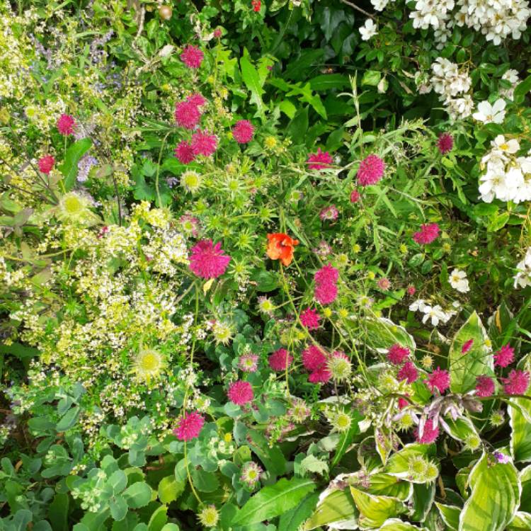 plant image 1502872 plant image 1502872