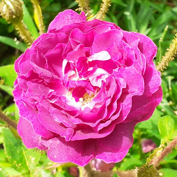 plant image 1503954