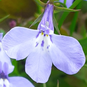 Lobelia x speciosa