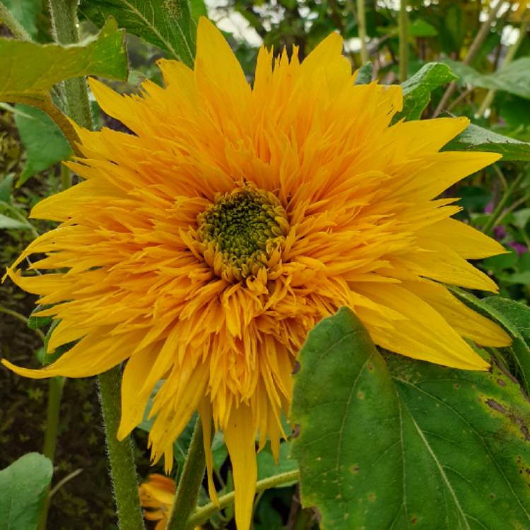 plant image 1525425