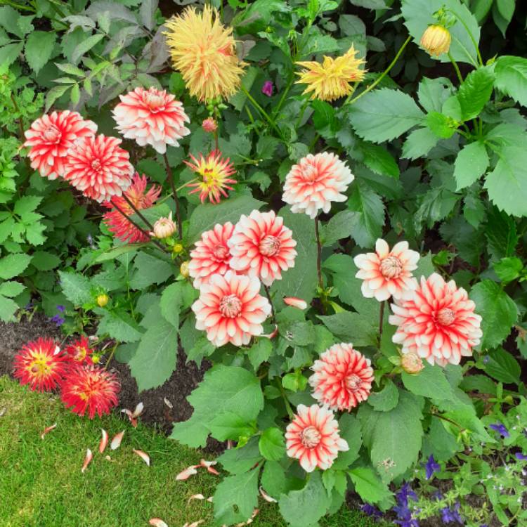 plant image 1530343 plant image 1530343