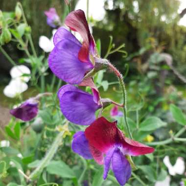 Lathyrus Odoratus 'Cupani'