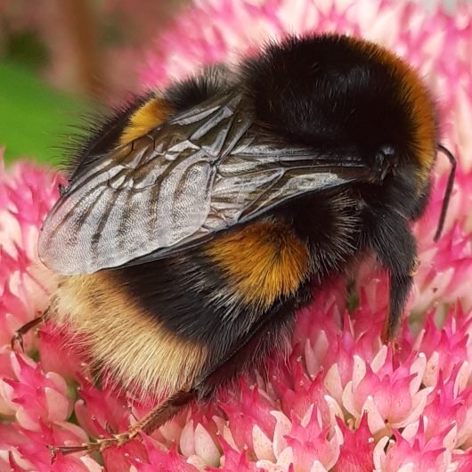 plant image 1535886
