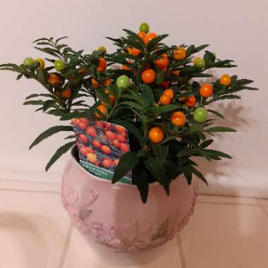 Solanum Capsicastrum