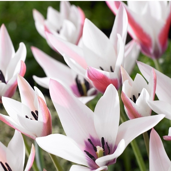 Plant image Tulipa clusiana 'Peppermint Stick'