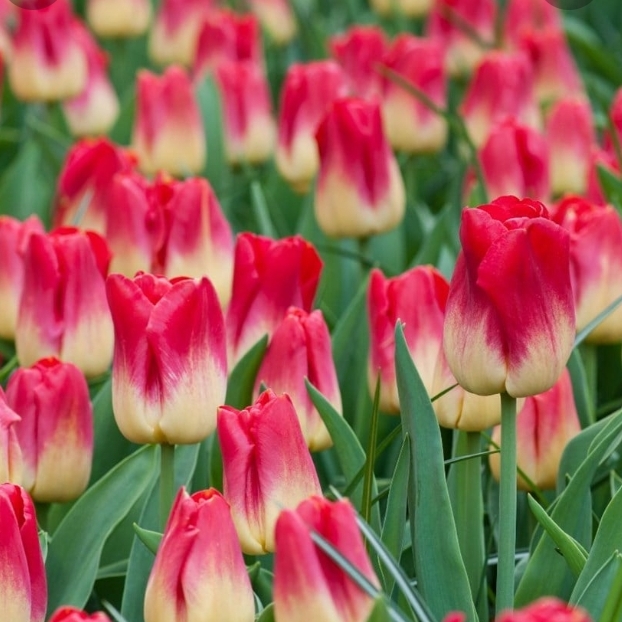plant image 1547756