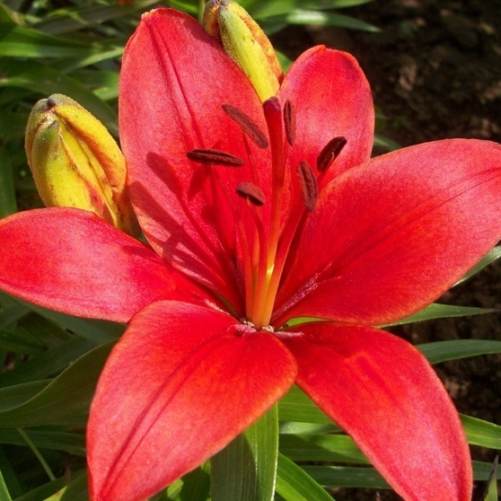 plant image 1547757