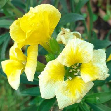 Erysimum