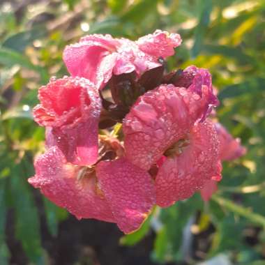Erysimum 'Innerywinorch' syn. Erysimum 'Winter Orchid'