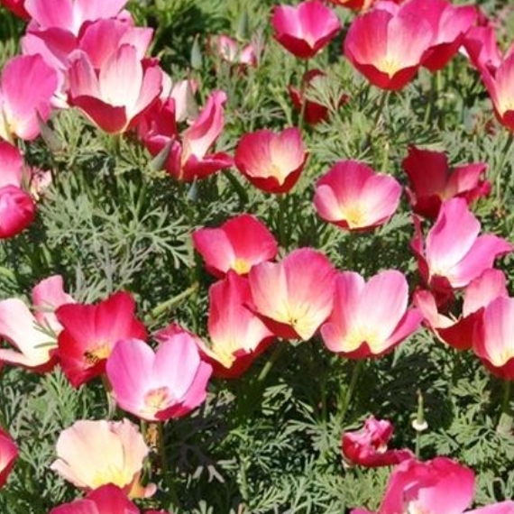 Plant image Eschscholzia californica 'Carmine King'